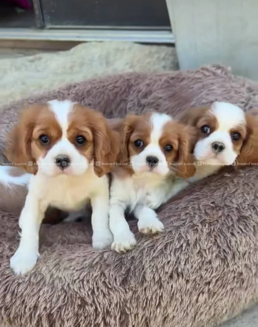 Cavalier king Charles spaniel available 6