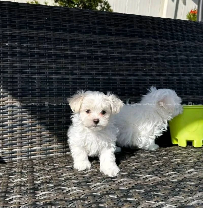 Maltese puppy available 2