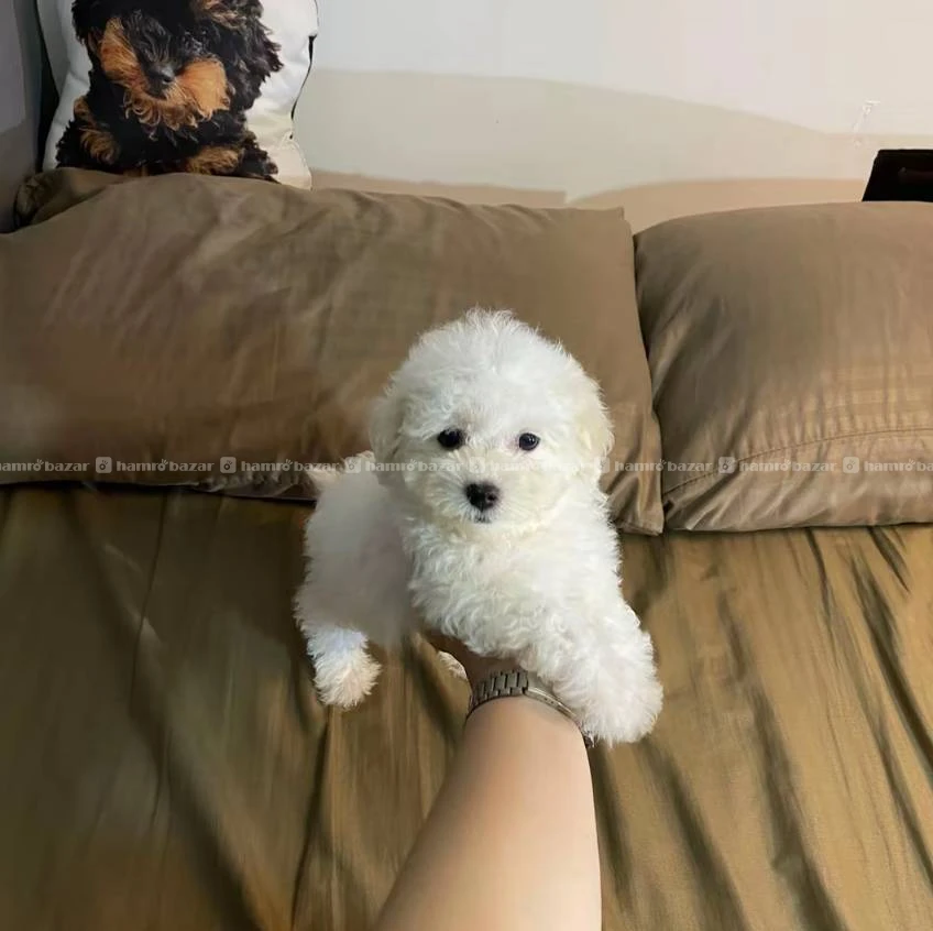 White toy poodle available