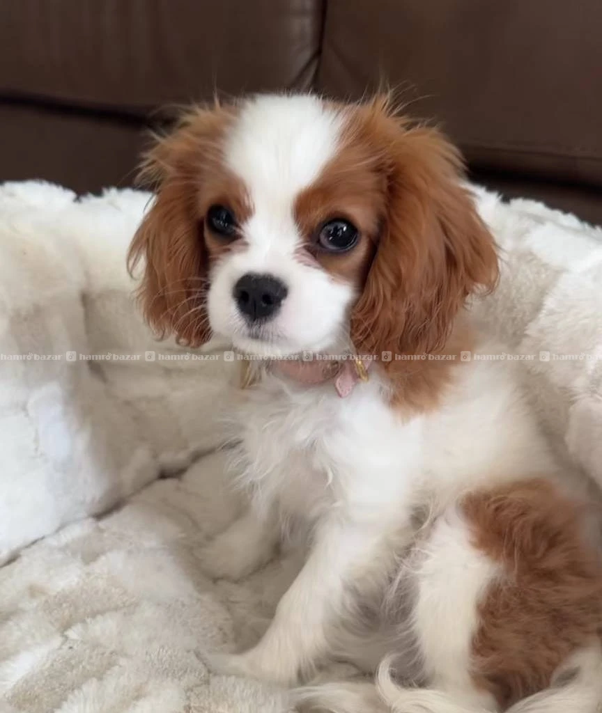 Cavalier king Charles spaniel available
