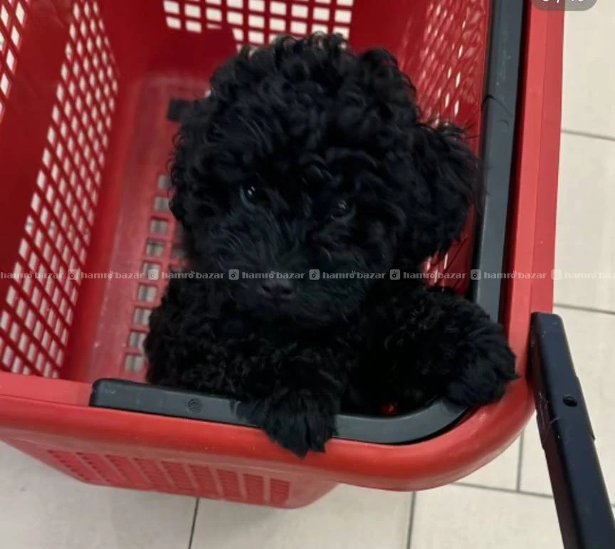 Full black toy poodle available