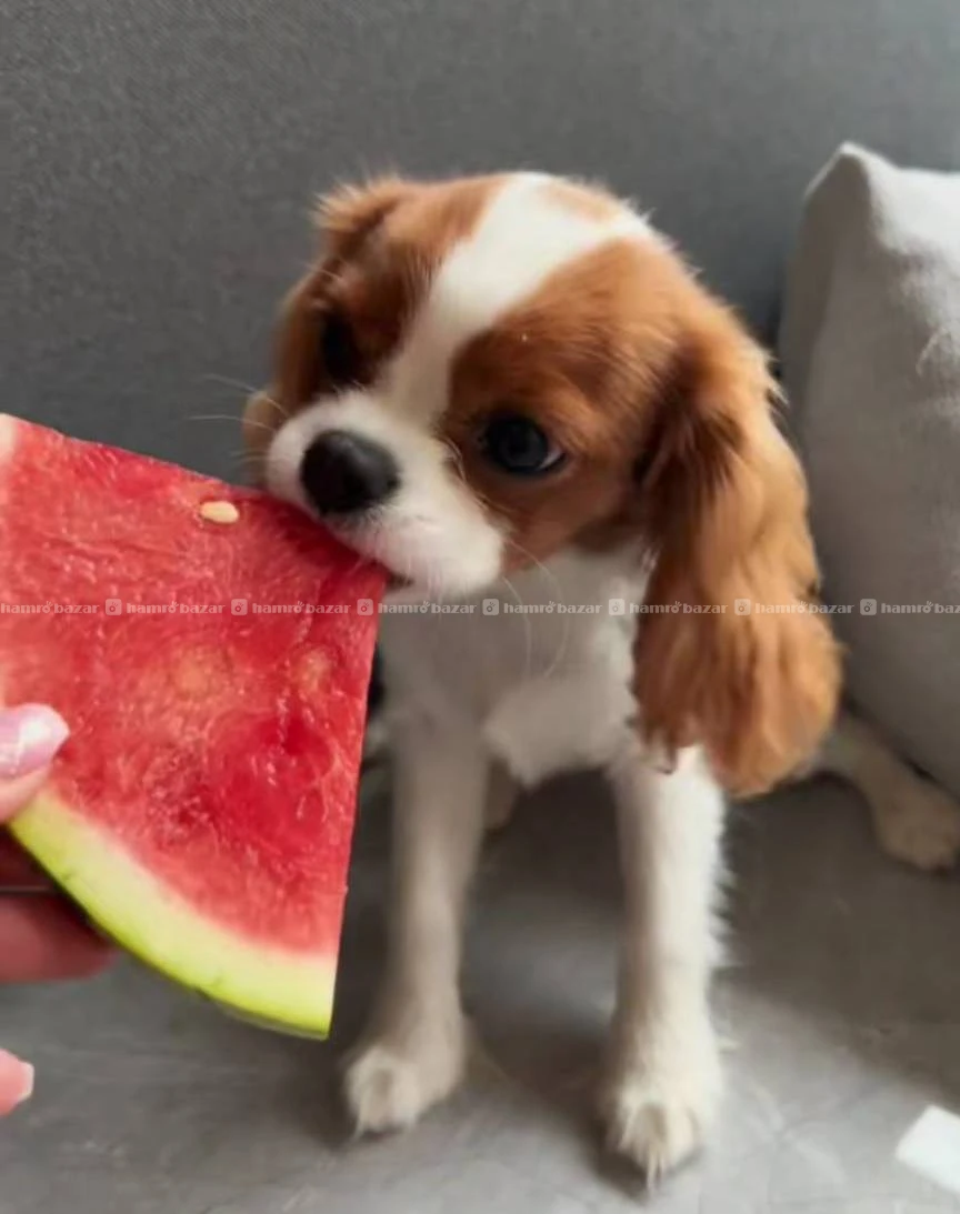 Cavalier king Charles spaniel available 4