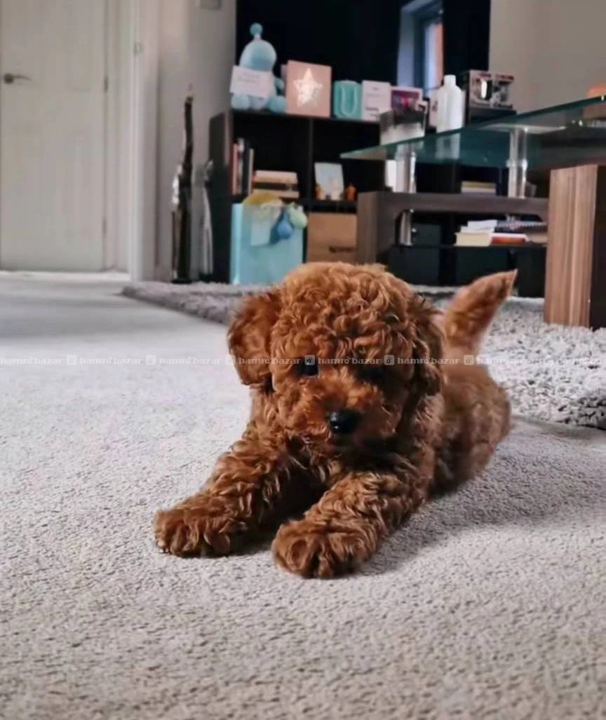 Poodle female available