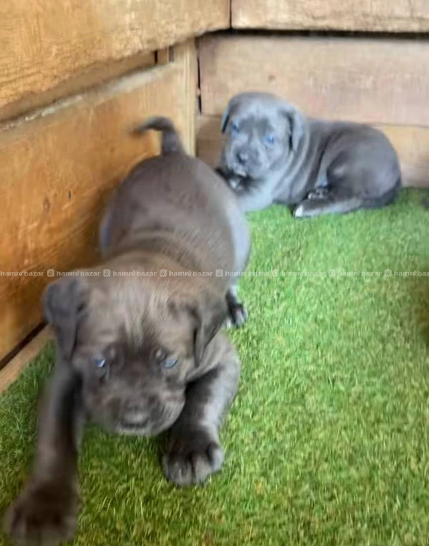 Cane corse puppy available 3