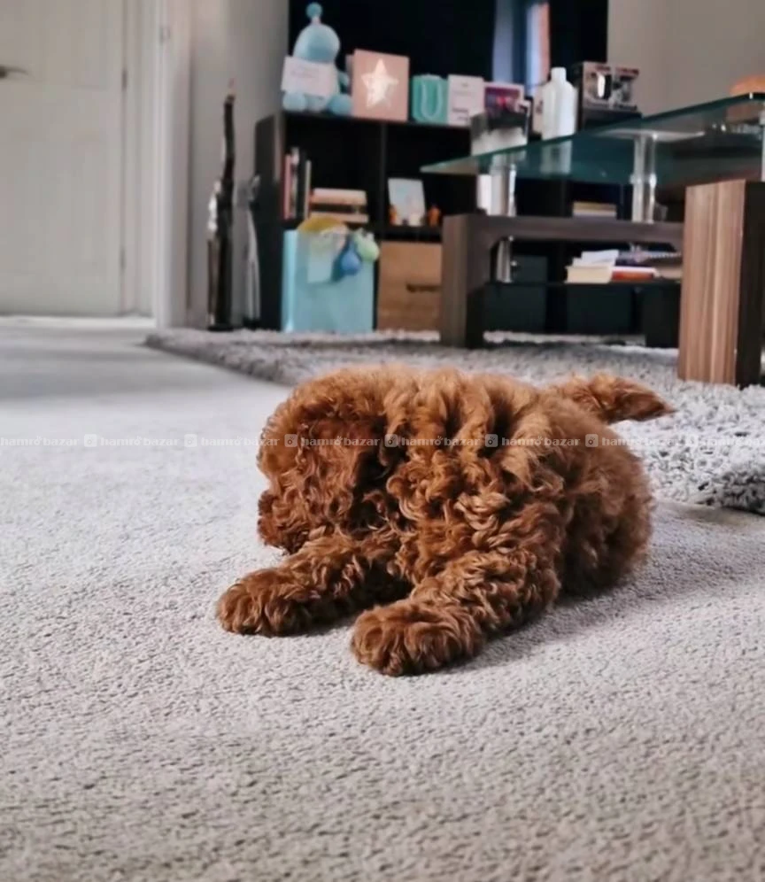 Poodle female available 2