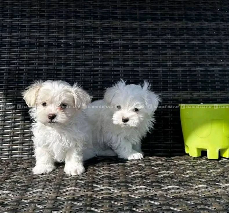 Maltese puppy available