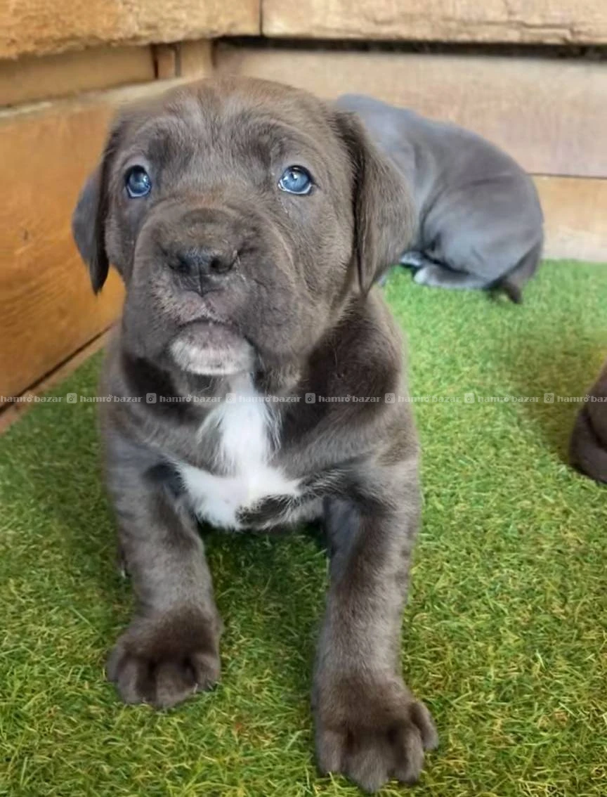 Cane corse puppy available 2