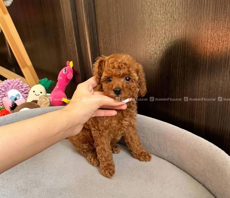 Poodle male available 2