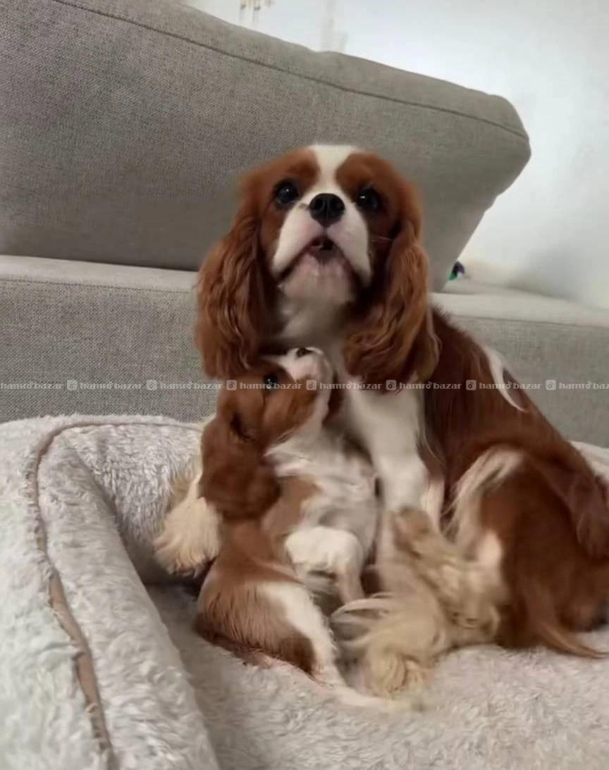 Cavalier king Charles spaniel available 5