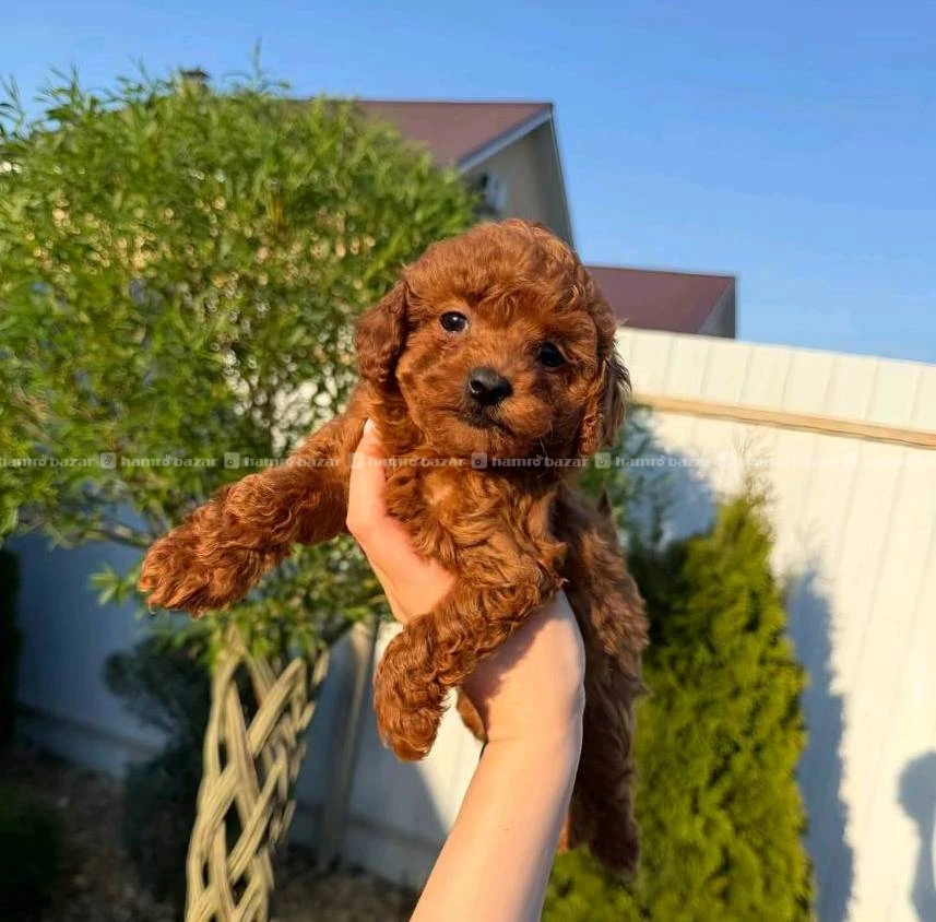 Toy poodle available