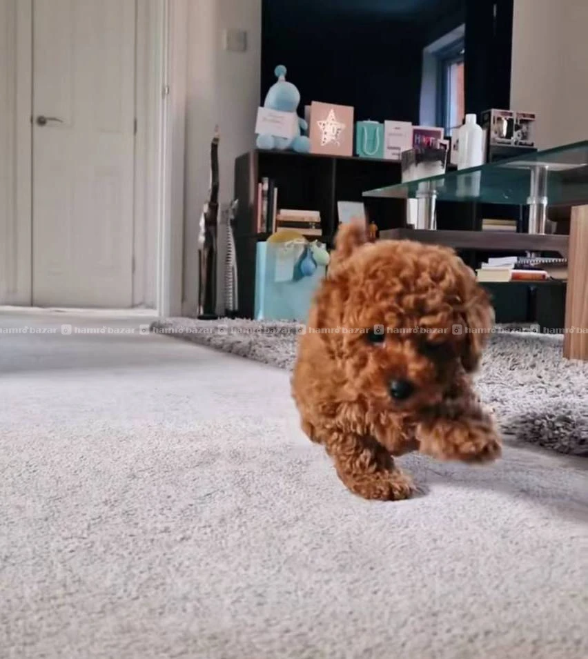 Poodle female available 4