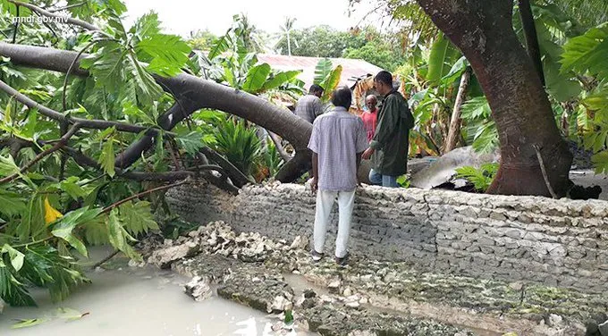 Fallen tree due to impacts of strong winds, 2019 | Photo: Maldives Independent