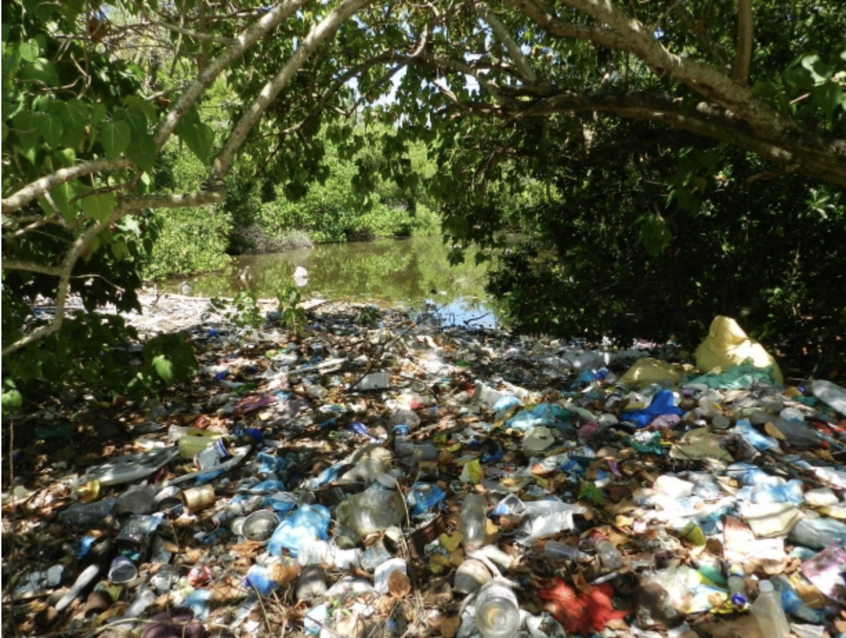 Mangrove site in the Maldives | Photo: Mangroves for the Future