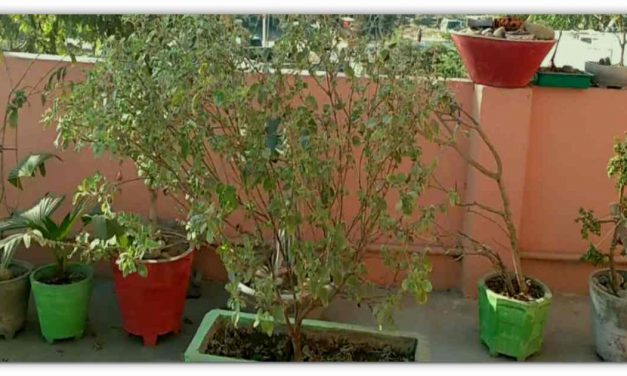 सूखे हुए तुलसी सिर्फ 1 दिन 1 रूपिये मे हरा भरा बनाने के लिए घरेलू उपाय