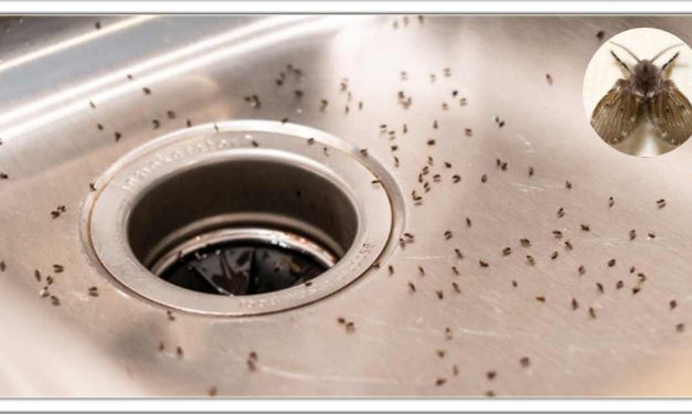 क्या आपके घर में भी उड़ने वाले कीड़े हैं? तो परेशान होने की जरूरत नहीं है, बस खाली कर दें ये आसान घरेलू नुस्खे