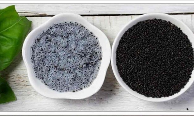 बेसिल के बीजों को खाने से मात्र 20 दिनों में कम हो जाएगा वजन, तो अभी जानें इसके तरीके और दूसरे फायदों के बारे में