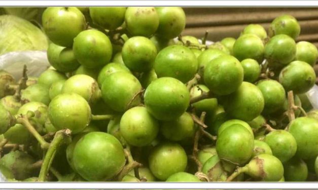 लसोडा(गुंदा) मे अंडे की तुलना में 100 गुना अधिक शक्तिशाली होती है, यह फल से खून की कमी, सूजन और दर्द को गायब कर देगा