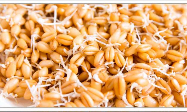 सिर्फ 7 दिन खाये अंकुरित गेहू, मधुमेह का दुश्मन और कब्ज, हार्टअटेक गायब हो जाएगा, दवा से 100 गुना बेहतर है,