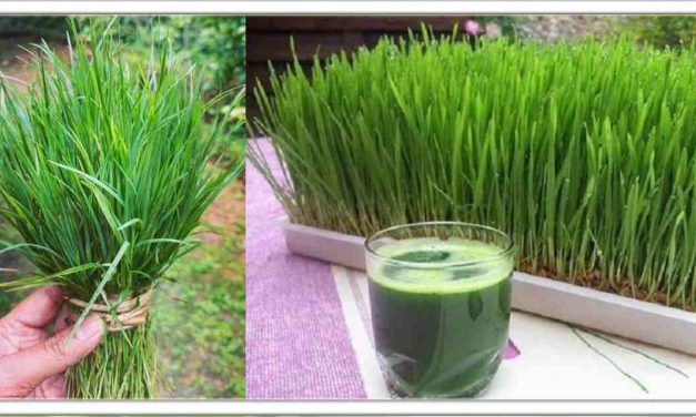 गणेशजी को प्रिय दूर्वा को आयुर्वेद में चमत्कारी पौधा माना गया है, इसके रस को हरा रक्त भी कहा जाता है, 25 जितनी बीमारीओ को गायब करता है।