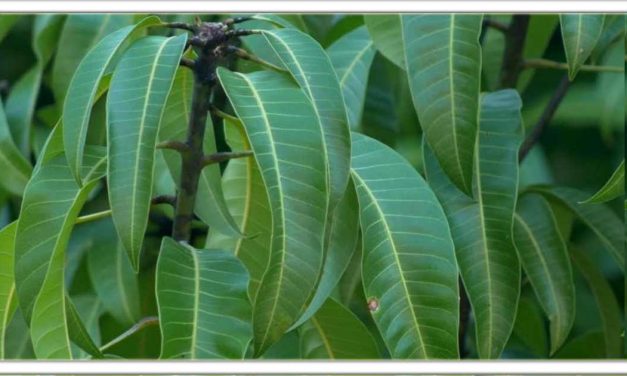 संजीवनी समान है आम के पत्ते, अस्थमा, पथरी, ब्लड प्रेशर, पेट मे दर्द से लेकर हर तरह की बीमारी हो जायेगे जड़ से दूर, जानिए इसके इस्तेमाल का सही तरीका