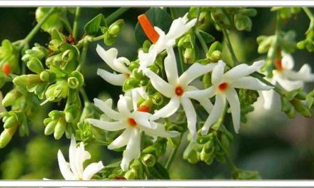 पारिजात(हरसिंगार) के फूल से मधुमेह, साइटिका, जोड़ों में दर्द, गैस और वाष्र्णेय दर्द के लिए इसका प्रयोग करें, जानिए चमत्कारी लाभ