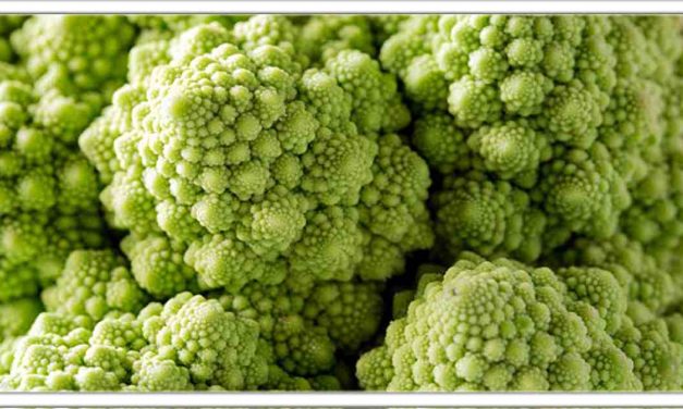 ये है दुनिया की सबसे फायदेमंद पत्ता गोभी, सिर्फ एक बार के सेवन से हर बीमारी हो जाएगी जिंदगी भर के लिए गायब!