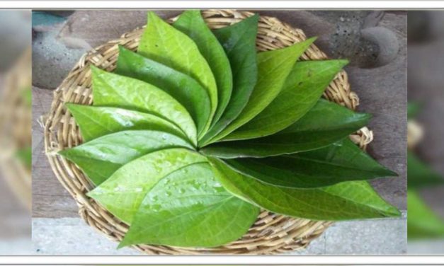 नागरवेल के पत्ते का सेवन करने से ही होती है 30 से ज्यादा खतरनाक बीमारियां दूर, जानिए इसके चमत्कारिक फायदे