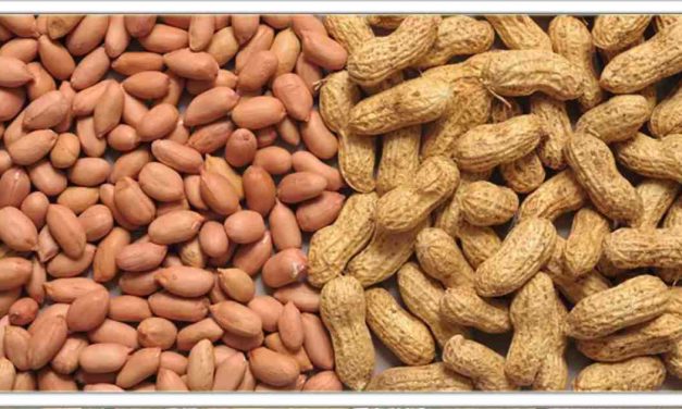 मूंगफली हैं प्रोटीन का सबसे अच्छा स्रोत, जानिए वजन कम करने के अलावा कई और फायदे के बारे मे