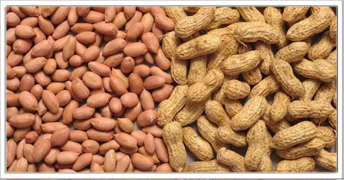 मूंगफली हैं प्रोटीन का सबसे अच्छा स्रोत, जानिए वजन कम करने के अलावा कई और फायदे के बारे मे