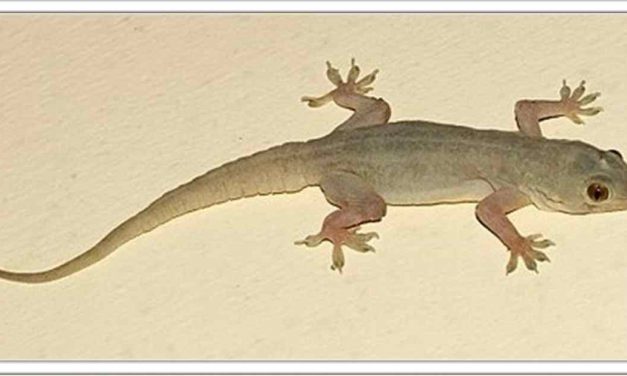 छिपकली को घर से भगाने का बहुत ही सरल, सस्ता और आसान प्रयोग, घर में एक भी छिपकली नहीं रहेगी