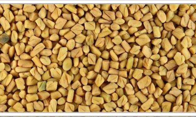 50 से ज्यादा बीमारियों से छुटकारा पाने के लिए जादुई है मेथी दाना, बस ऐसे करें इस्तेमाल और फिर देखें चमत्कार