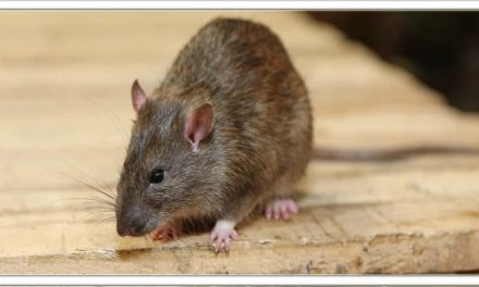 घर में चूहों से परेशान हैं? तो आज अपनाए यह उपाय, दूसरी बार घरमे कभी चूहे नहीं आएंगे।