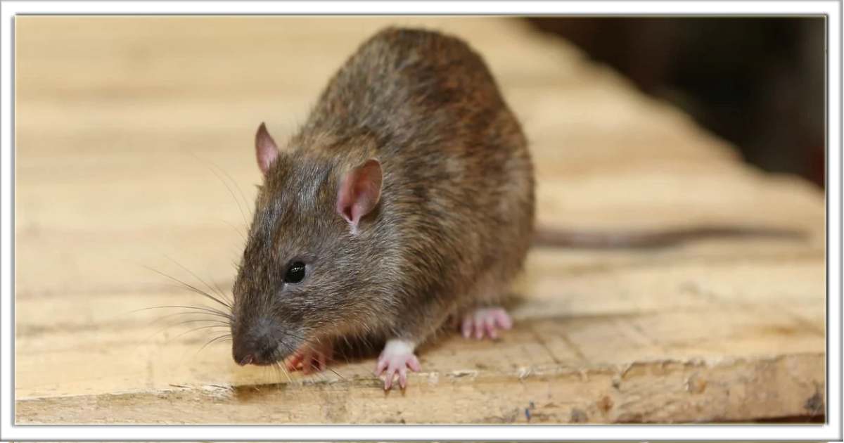 घर में चूहों से परेशान हैं? तो आज अपनाए यह उपाय, दूसरी बार घरमे कभी चूहे नहीं आएंगे।