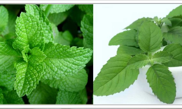 सुबह खाली पेट चबाएं तुलसी और पुदीने के पत्ते, ये 5 खतरनाक बीमारियां जड़ से दूर होंगी