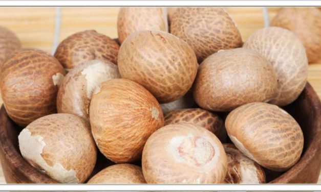 सुपारी खाने के नुकसान के बारे में सुना होगा! लेकिन क्या आप सुपारी खाने के अपार फायदों के बारे में जानते हैं, यहां क्लिक करें और पढ़ें