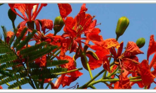 इस फूल का सेवन करने से गठिया और चर्म रोगों, जोड़ों के दर्द जड़ से राहत पाने के लिए यह एक मजबूत देसी इलाज है, 100% असरकारक