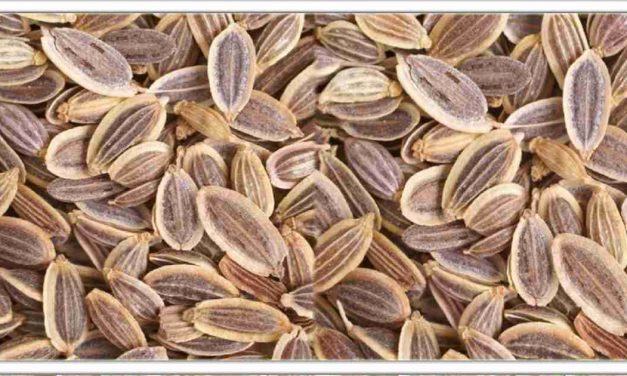 सुवा के बीज का सेवन करने से हर बीमारी का इलाज होगा, इतने सारे फायदे, बस अपनी बीमारी का इलाज जानने के लिए यहां क्लिक करें