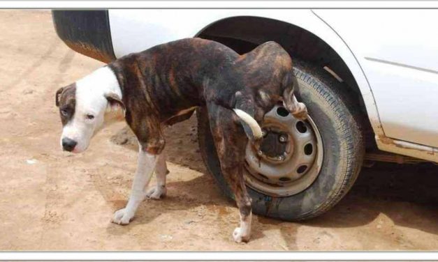 आखिर कुत्ता गाड़ी के टायर या खंभे पर ही क्यों पेशाब करते है? जानें यह खास वजह