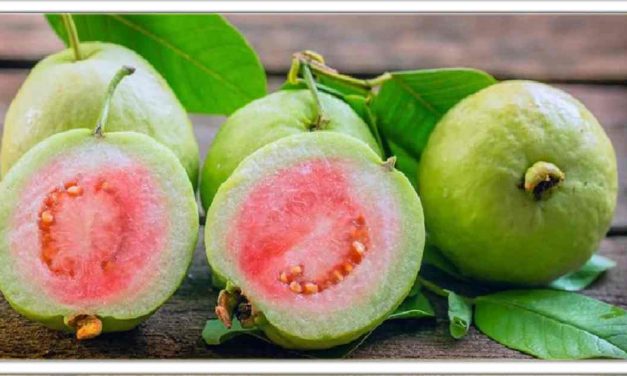 अमरूद न केवल एक फल है बल्कि एक चमत्कारी दवा है, इसके अपार लाभों के बारे में जानने के लिए यहां क्लिक करें
