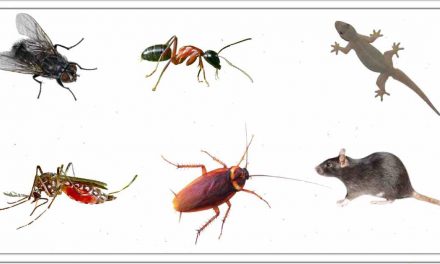 मक्खियों, मच्छरों, चूहों, छिपकलियों, चींटिया, कॉकरोच जैसे कीड़े को इस तरह घर के बाहर रखें