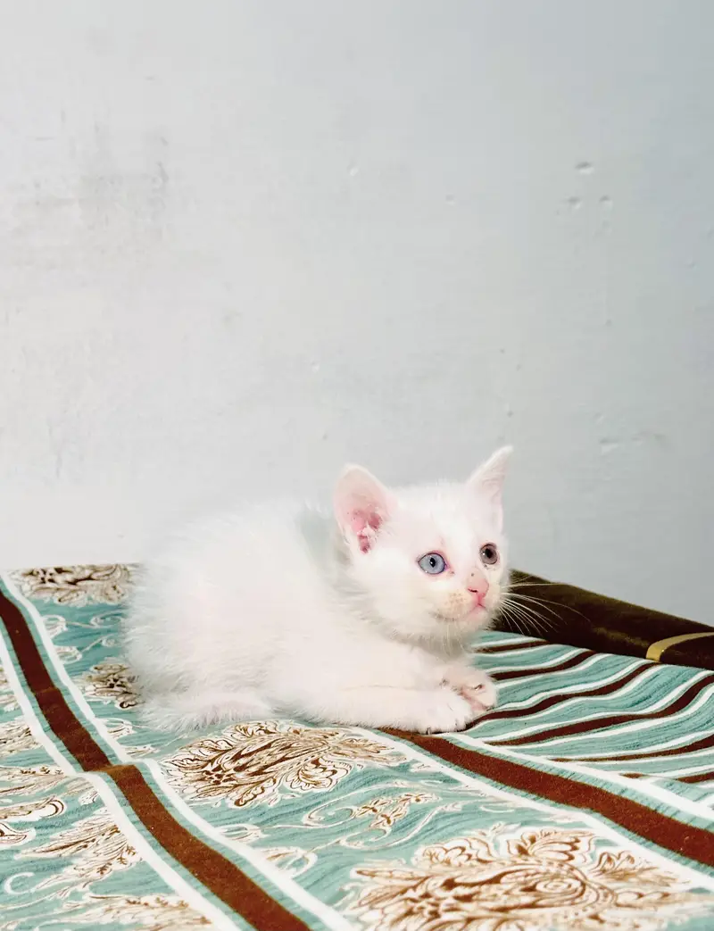 Pure Persian Kittens Available – 3 Odd Eyes & 2 Golden| Double Coat