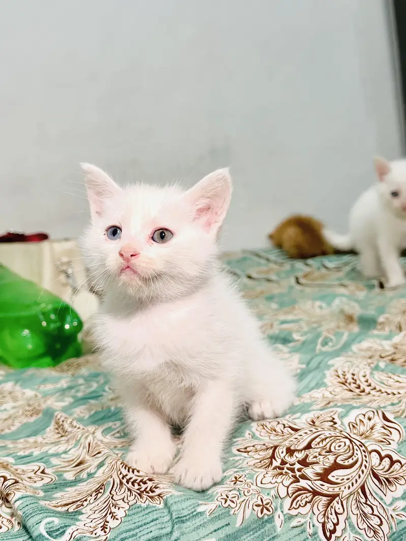 Pure Persian Kittens Available – 3 Odd Eyes & 2 Golden| Double Coat