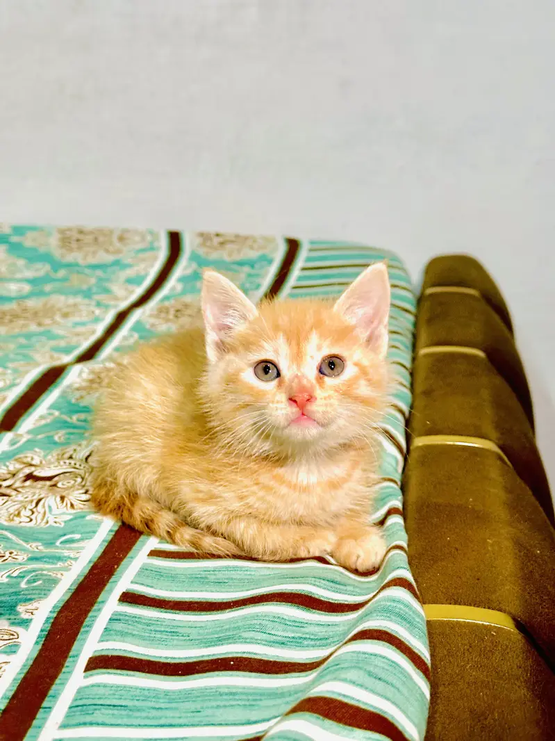 Pure Persian Kittens Available – 3 Odd Eyes & 2 Golden| Double Coat