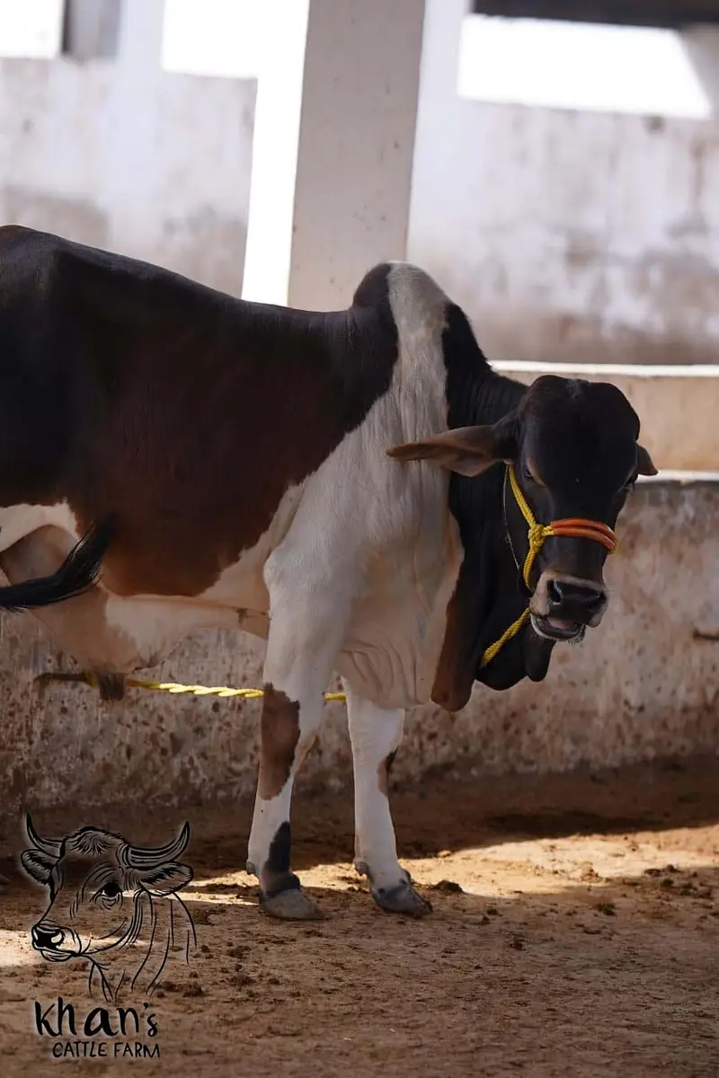 Qurabani cows | cholistani | Ablak | Cows | Palai service | Bull |