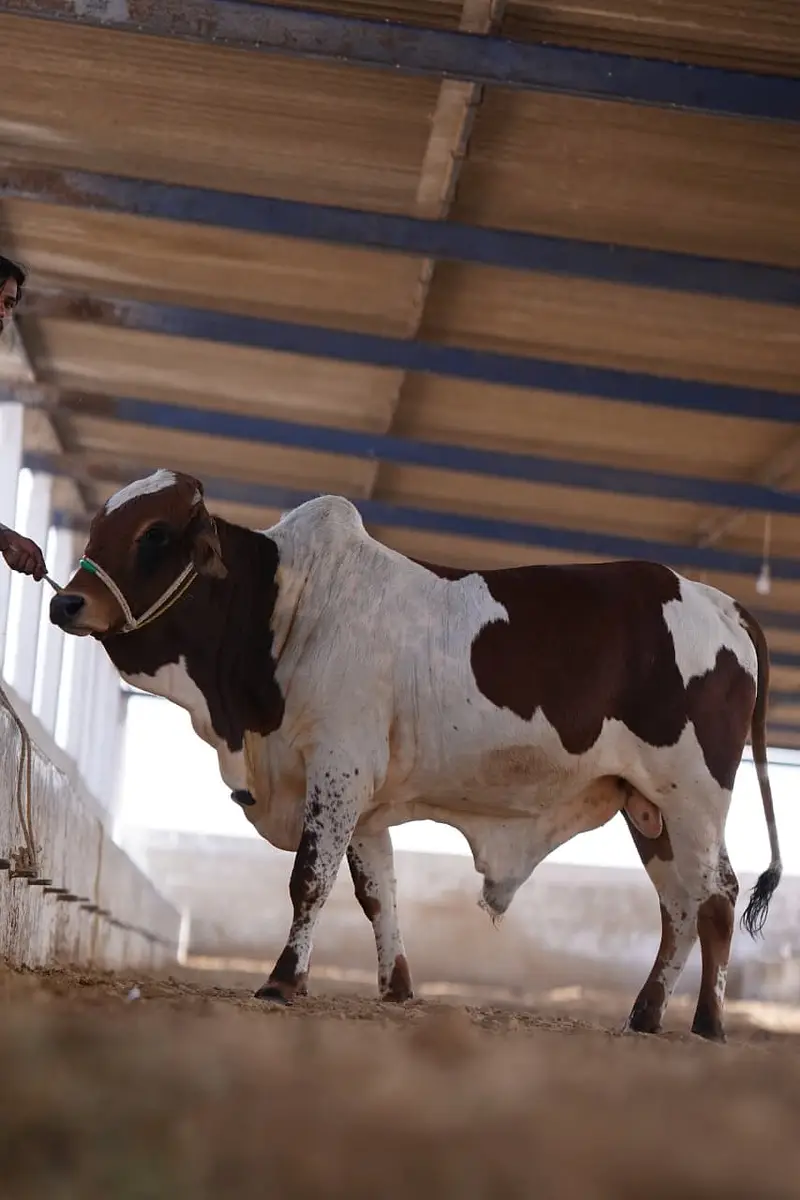 Qurabani cows | cholistani | Ablak | Cows | Palai service | Bull |