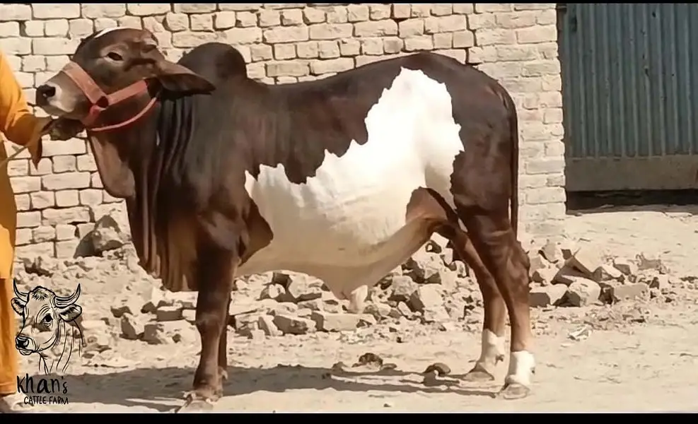 Qurabani cows | cholistani | Ablak | Cows | Palai service | Bull |
