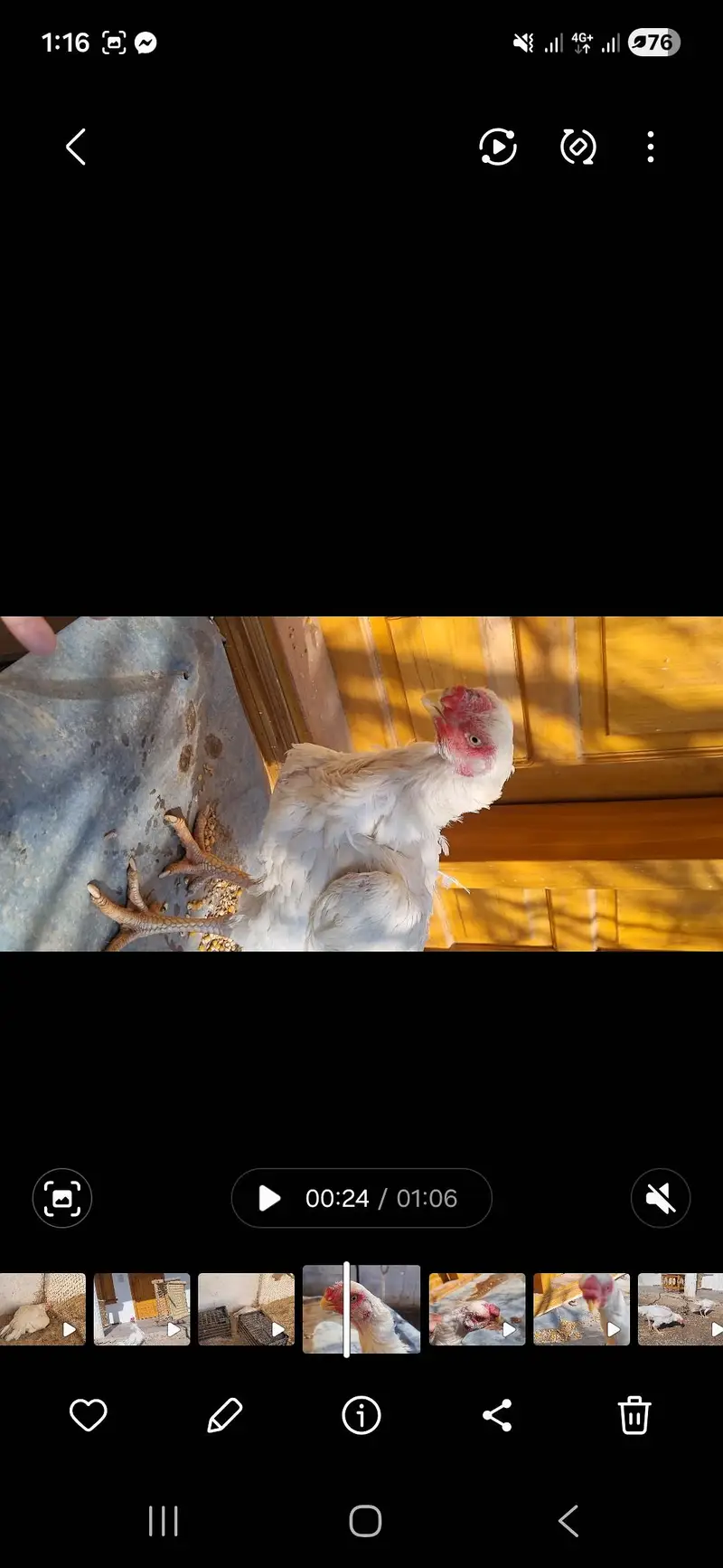 indian parrot beak/ parrot beak hen/ hen