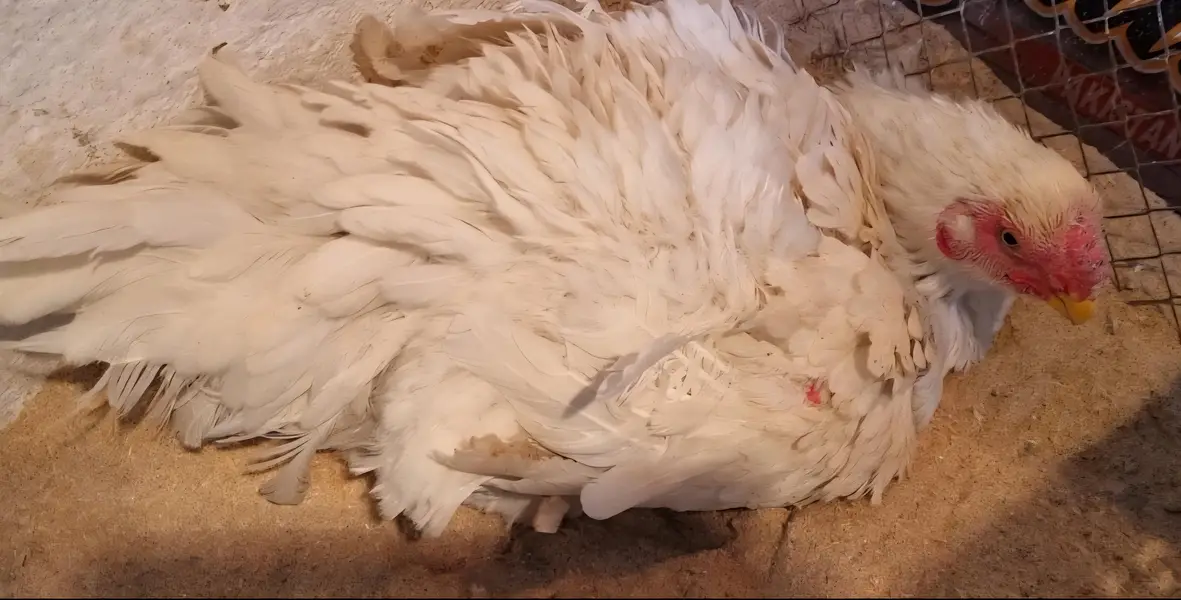 indian parrot beak/ parrot beak hen/ hen