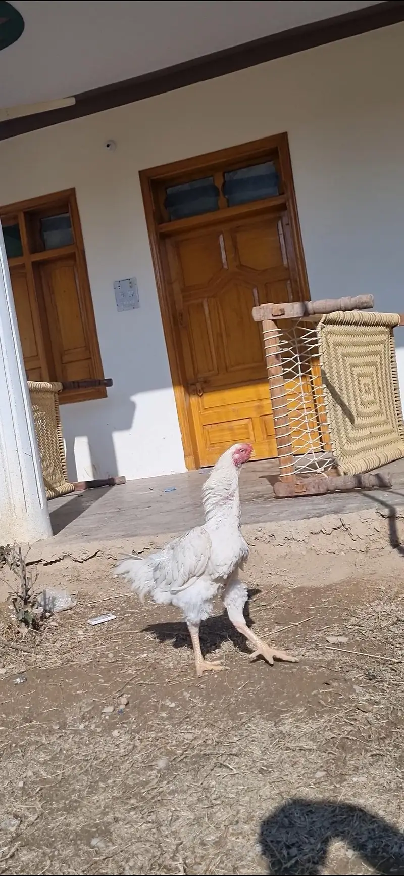 indian parrot beak/ parrot beak hen/ hen