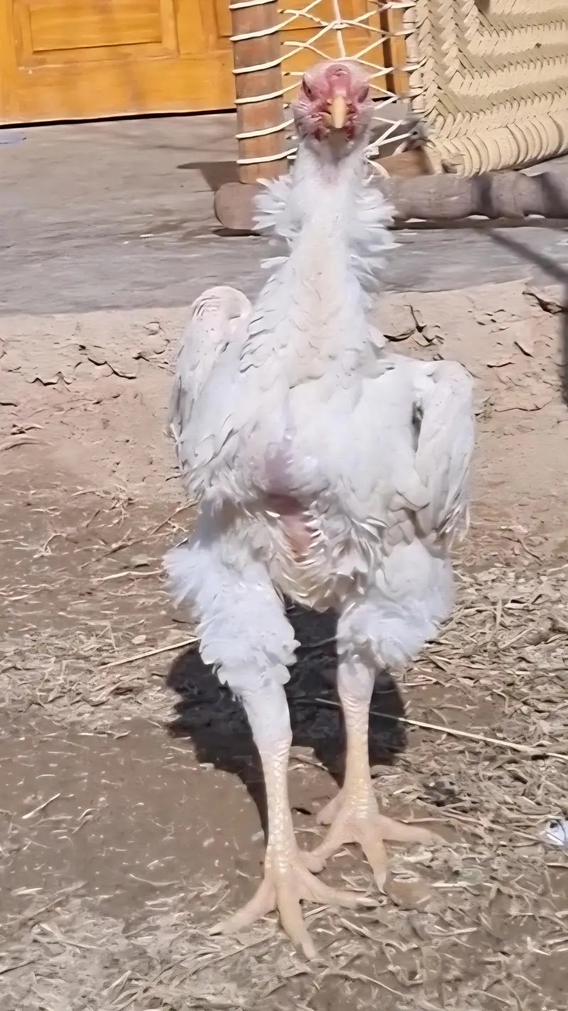 indian parrot beak/ parrot beak hen/ hen